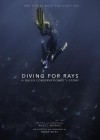 Diving-for-Rays.jpg