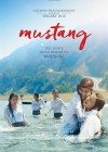 Mustang4.jpeg