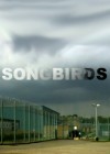 Songbirds