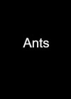 ants-2021.jpg