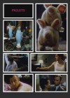 piglets2.jpg